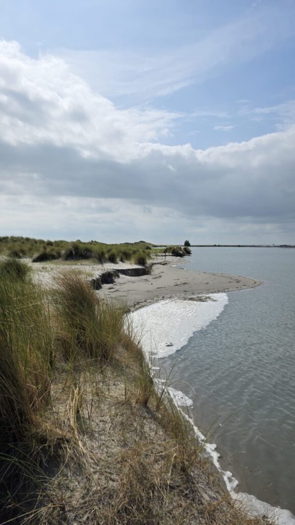 Riet langs het water